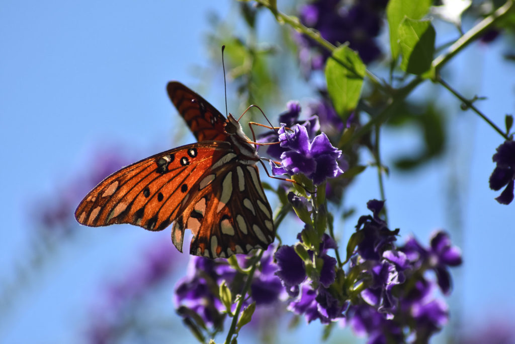 Gulf Fritillary butterfly, orange, butterfly, Louisiana